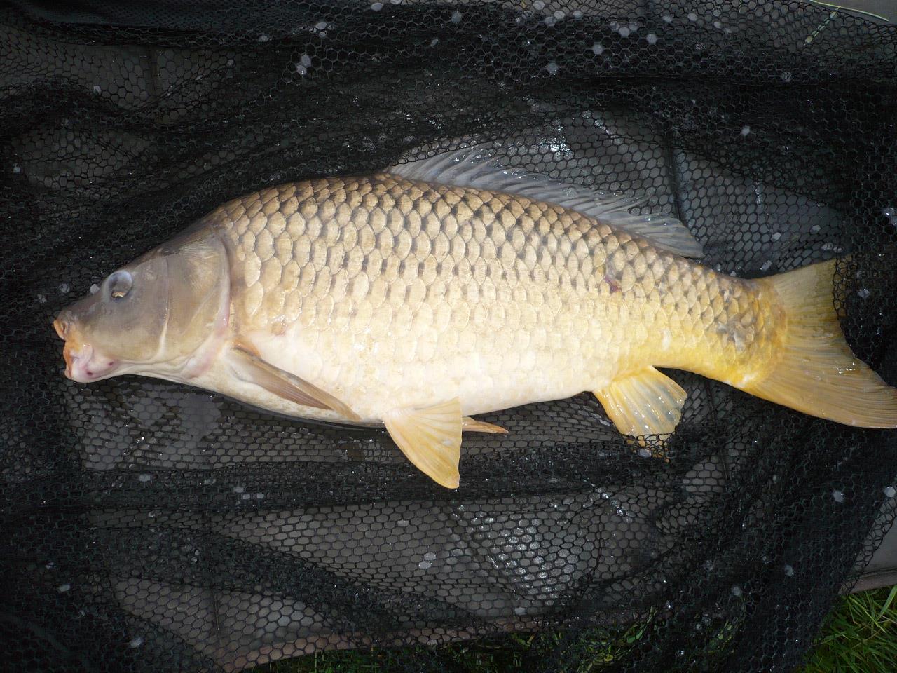 MV2 - 06.IUN.2014 - p1020411.JPG